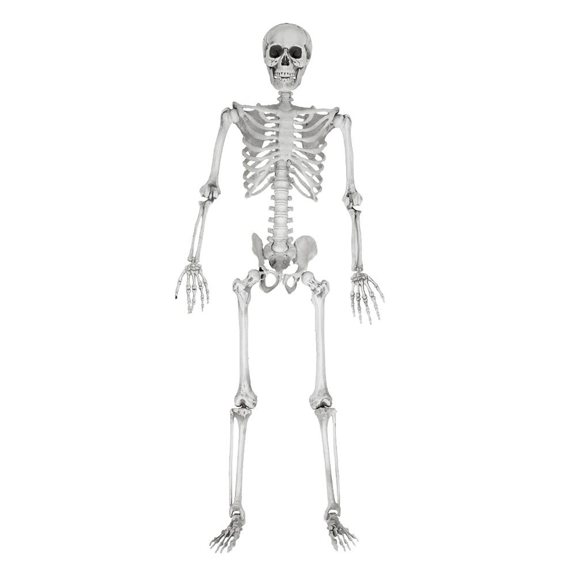 https://www.danato.com/media/b1/d8/b9/1678966580/skelett-lebensgross-9ad6dd.jpg